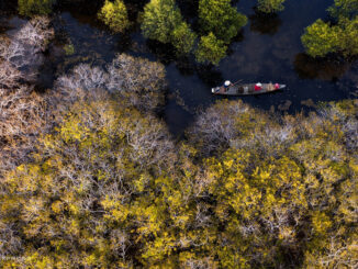 Ru Cha, mangrove forest, central Vietnam, Hue