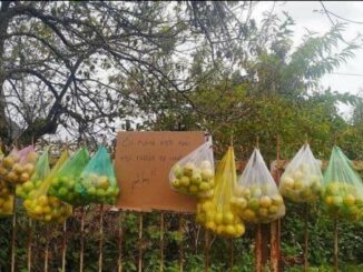 Hanging guava fence 'natural invite' makes people admiring 'cute Dalat people'
