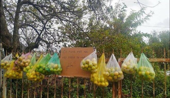 Hanging guava fence 'natural invite' makes people admiring 'cute Dalat people'
