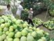 Specialty pomelo harvest season begins in central Vietnam