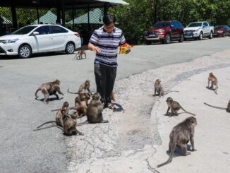 Saigon monkey colony provides feral delight
