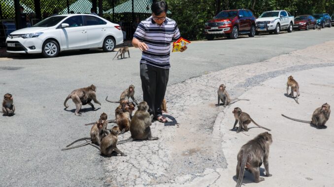 Saigon monkey colony provides feral delight