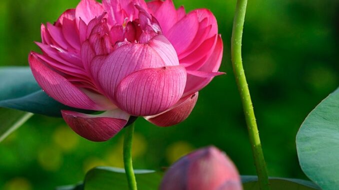 Outer beauty, inner peace: lotus stragglers bid adieu to summer