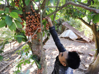 Central Vietnam district turns red with ripening Burmese grapes
