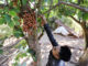 Central Vietnam district turns red with ripening Burmese grapes