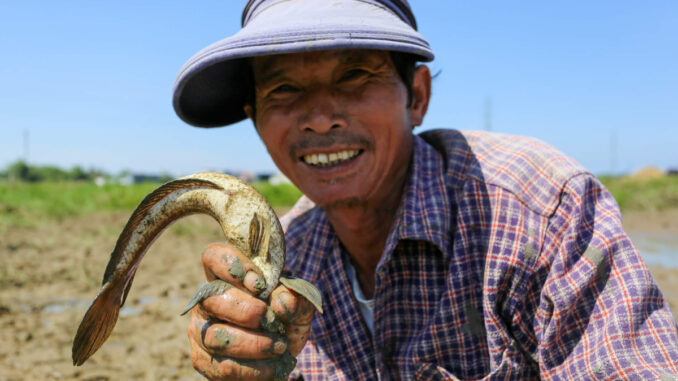 Fishing for compliments in Quang Nam rice fields