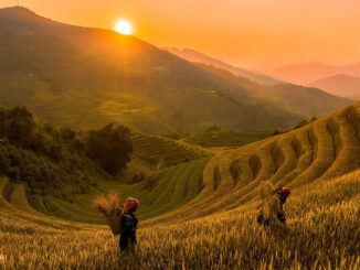 Autumn harvest, sunshine hues in Vietnam's northern highlands,