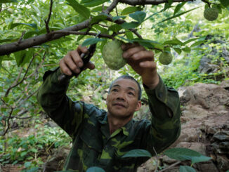Rocky highlands expedition yields tons of custard apples