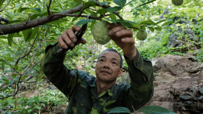 Rocky highlands expedition yields tons of custard apples