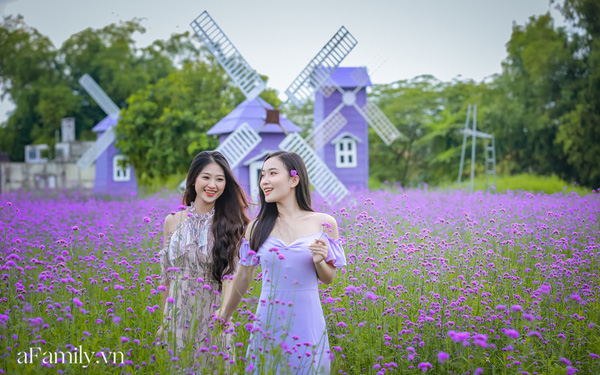 Young people "die tired" with lavender fields in the heart of Hanoi