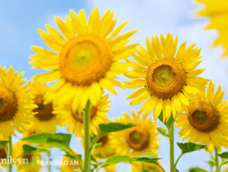 Flower field, sunflower, downtown, downtown, middle of Saigon, entertainment needs, ten o'clock flower, field trip