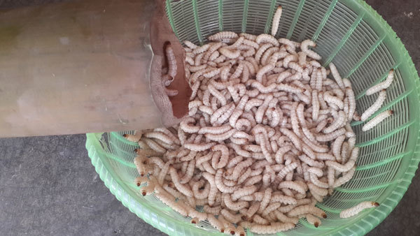 Try bamboo worms