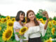 Dazzling sunflower garden draws photo seekers on Saigon outskirts