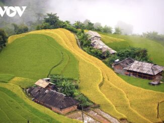 Terraced fields, Hoang Su Phi, vietnam travel, Ha Giang travel