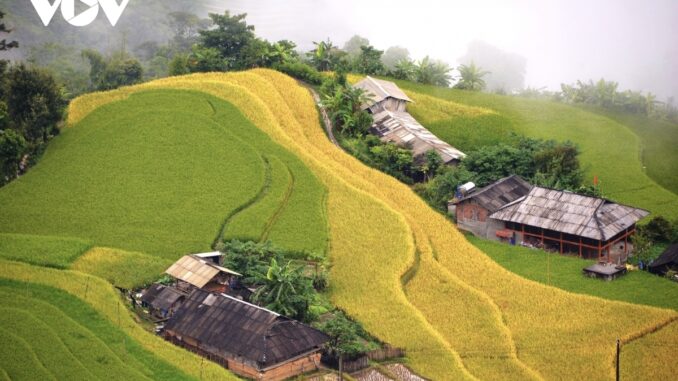 Terraced fields, Hoang Su Phi, vietnam travel, Ha Giang travel