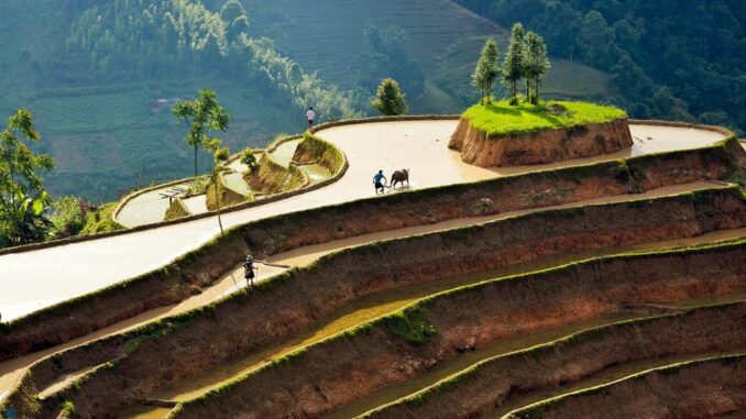 The masterpiece of Hoang Su Phi terraced fields in the pouring season